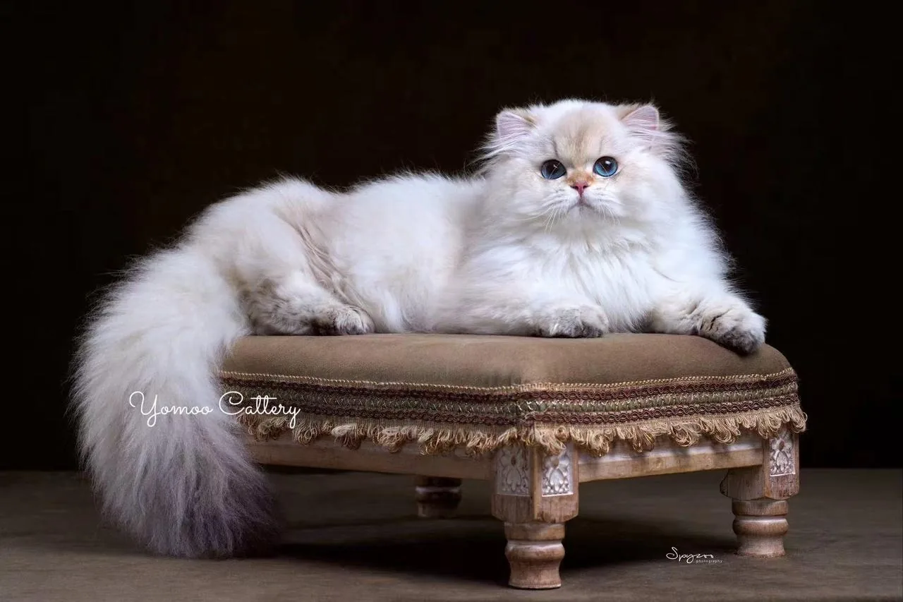 YOMOO 不是喵猫舍繁育猫只