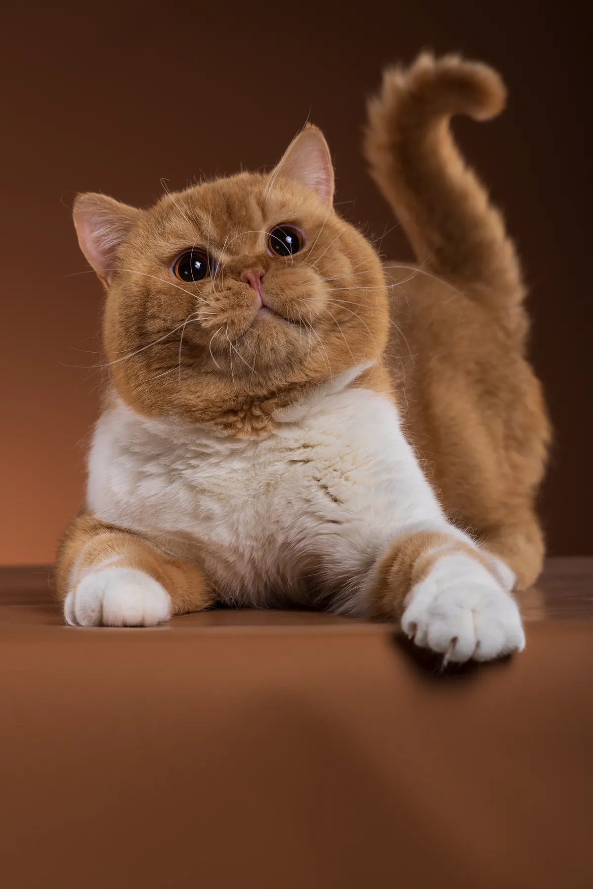 思葵 SQUID 猫舍繁育猫只