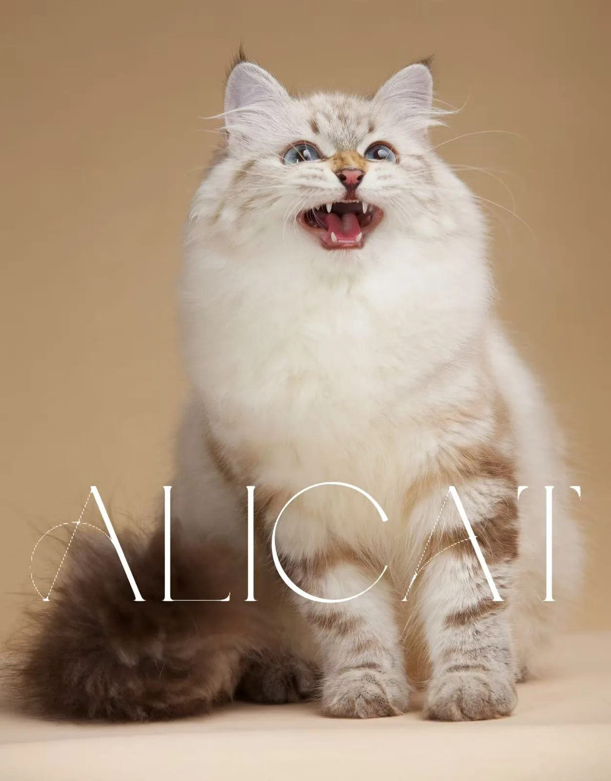 ALICAT 阿狸猫舍繁育猫只
