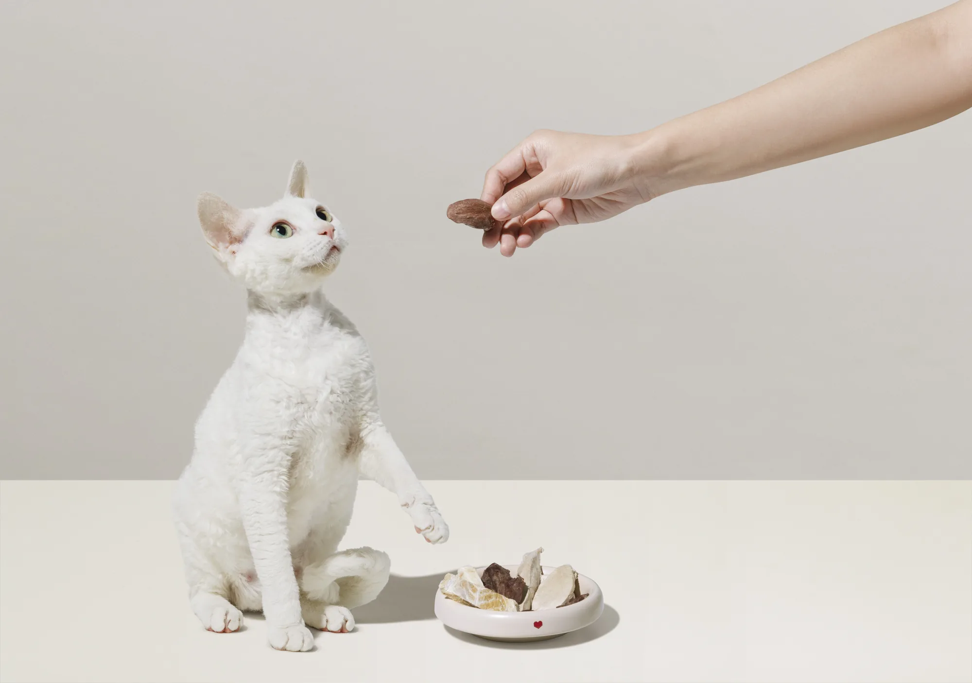 信赖人类的猫咪